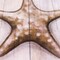 Starfish on Beach by Elizabeth Tyndall Wood Wall Art 12" x 12"